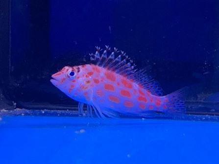 Hawkfish