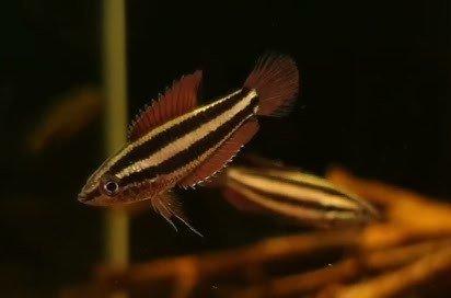 Licorice gourami