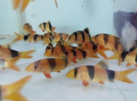 Loaches