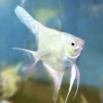 Platinum angelfish