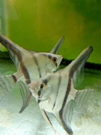 Zebra angelfish