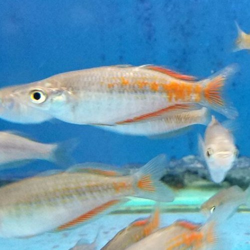 Orange Rainbowfish Orange Rainbowfish