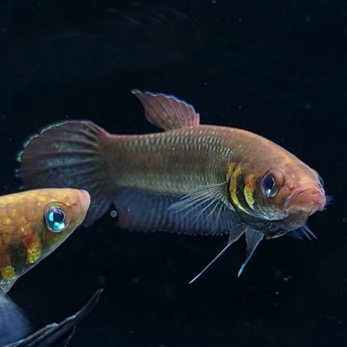 Wild Betta Mandor