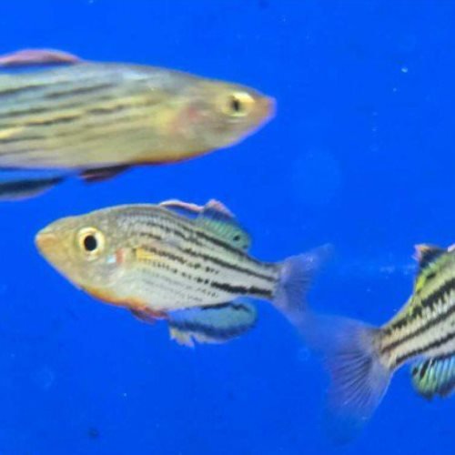Dwarf Rainbowfish Dwarf Rainbowfish
