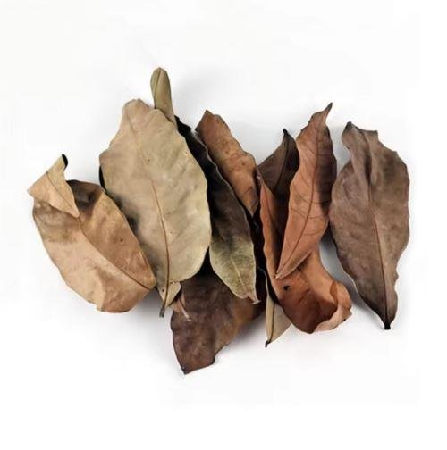 Longan Leaves for Botanical Aquariums