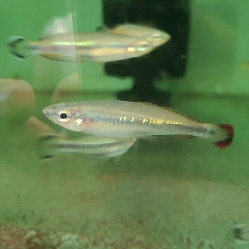 Bedotia madagascariensis Bedotia madagascariensis
