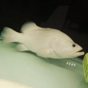 Platinum Grouper