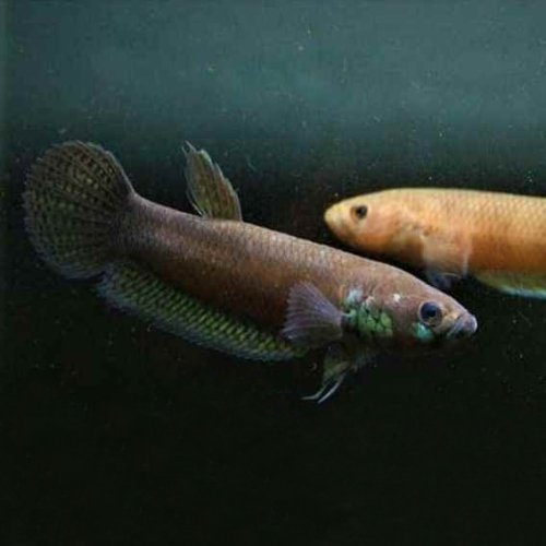 Wild Betta Ocellata