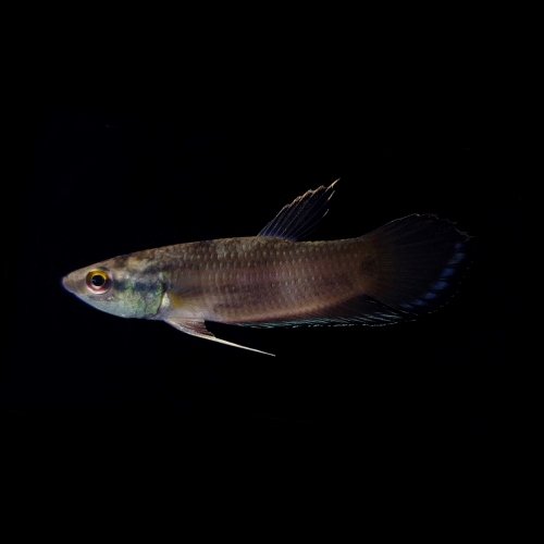 Wild Betta Breviobesus