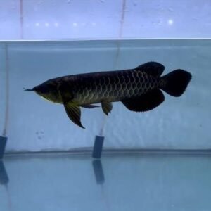 Black Asian Arowana