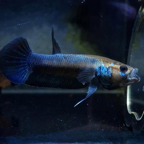 Wild Betta Compuncta
