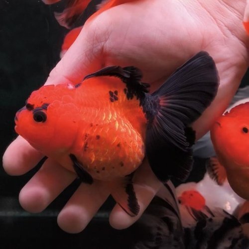 Black Gold Oranda