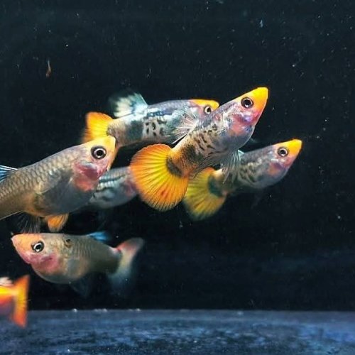 Red Koi Snakeskin Balloon