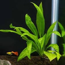 Amazon Sword Plant