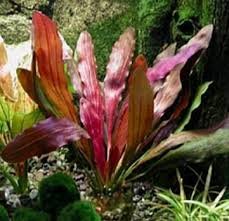 Echinodorus Red Diamond