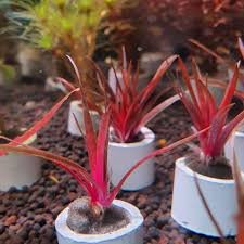 Eriocaulon Red