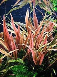 Cryptocoryne Undulatus