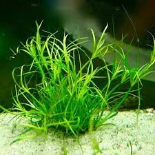 Juncus Repens