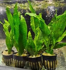 Java Fern