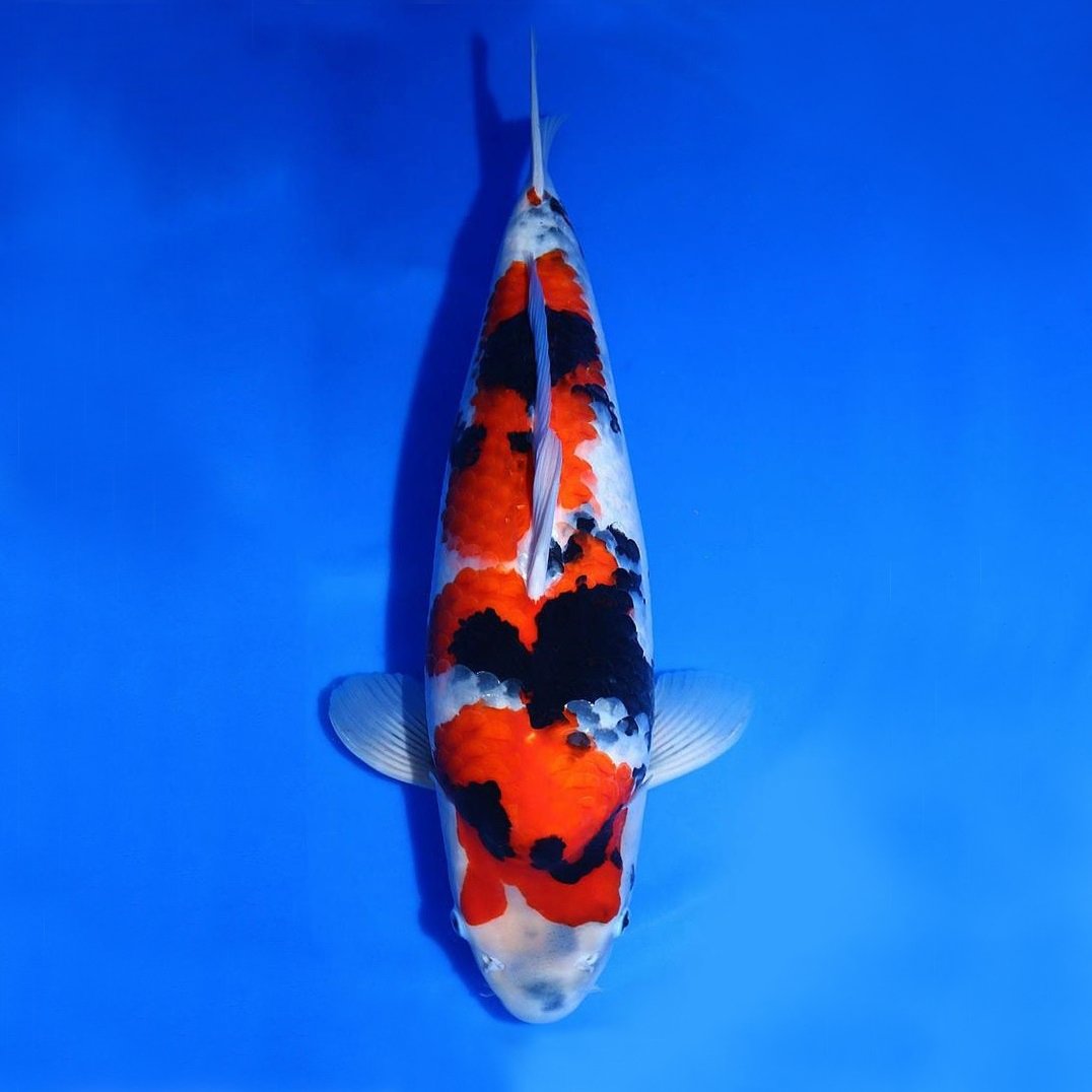 Showa Sanshoku Showa Sanshoku