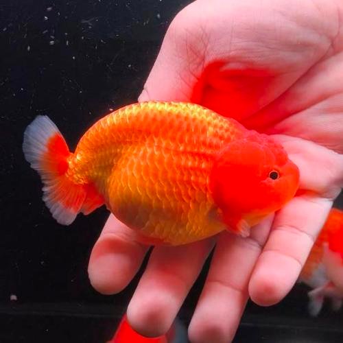 Orange Lionchu