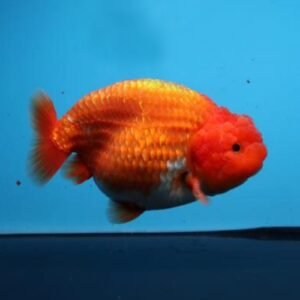Red White Ranchu