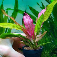 Echinodorus Pink Miracle
