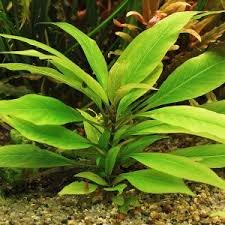 Lagenandra Keralensis