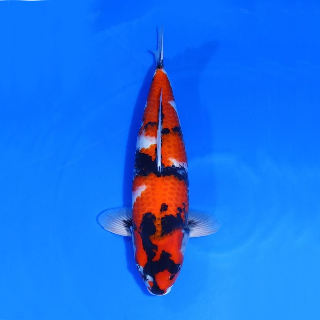 Showa Sanshoku Showa Sanshoku