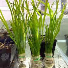Vallisneria Torta