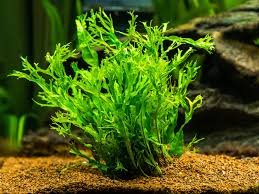Java Fern Windelov