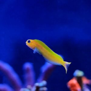 Midas blenny