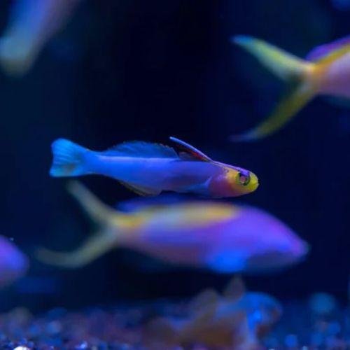 Nemateleotris helfrichi