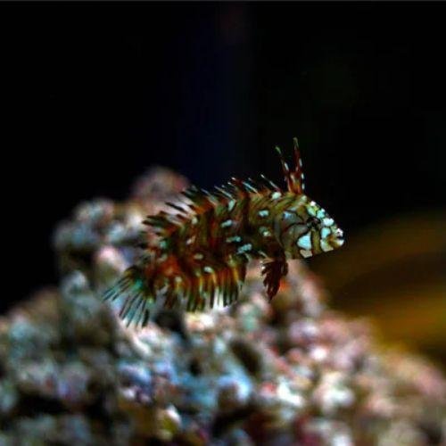 Novaculichthys taeniourus