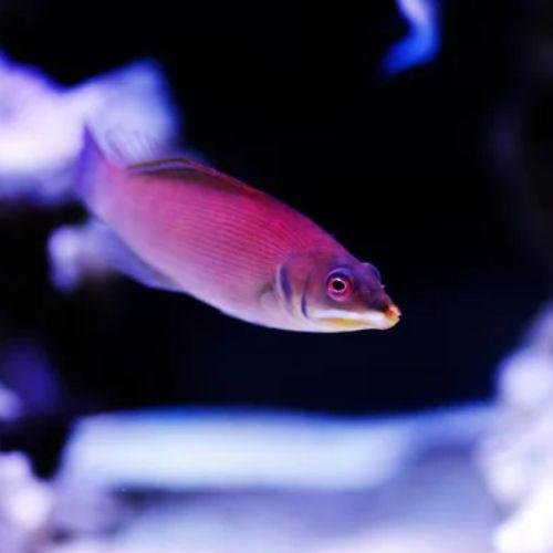 Pseudocheilinus evanidus