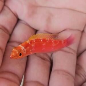 Cirrhilabrus roseafascia