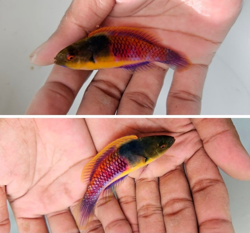 Papuan Fairy Wrasse Papuan Fairy Wrasse