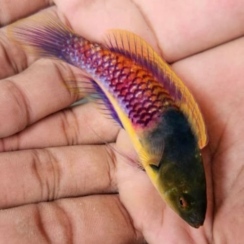 Cirrhilabrus xanthozonus Cirrhilabrus xanthozonus