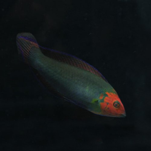 Halichoeres rubricephalus