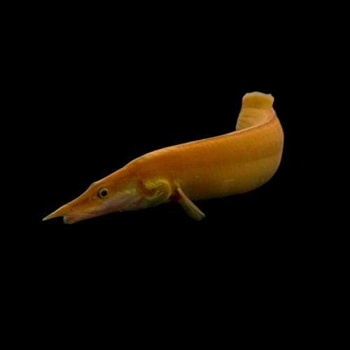 Xanthic Fire Eel