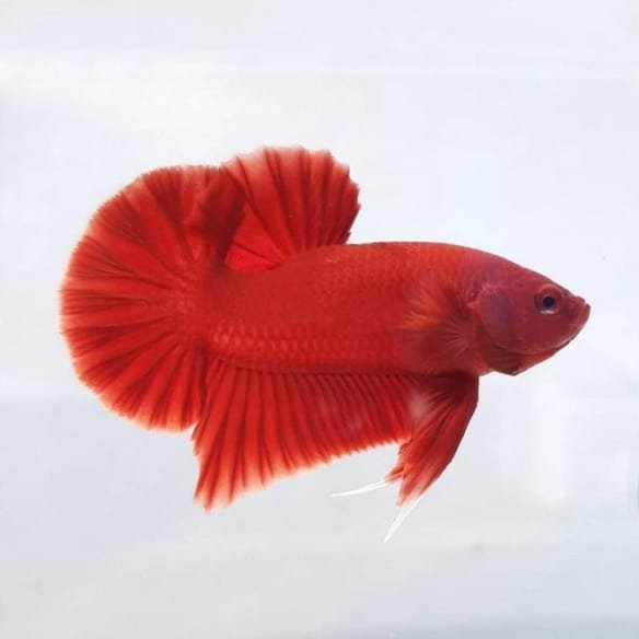 Betta Plakat Mezzaluna Rossa