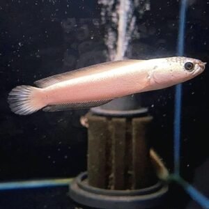 Platinum Channa Asiatica