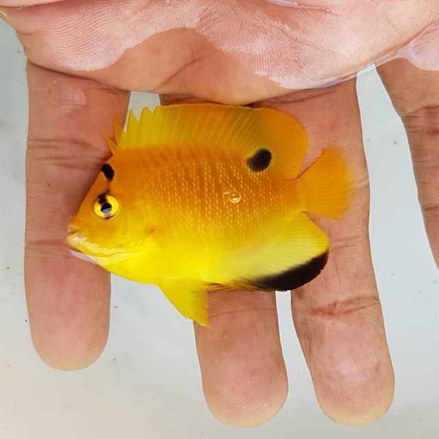 Flagfin Angelfish Flagfin Angelfish