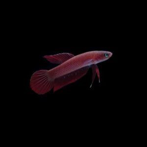 Wild Betta Rutilans