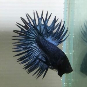 Steel Blue Crowntail Betta