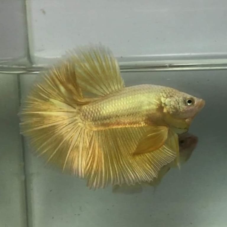 Gold Halfmoon Betta Gold Halfmoon Betta