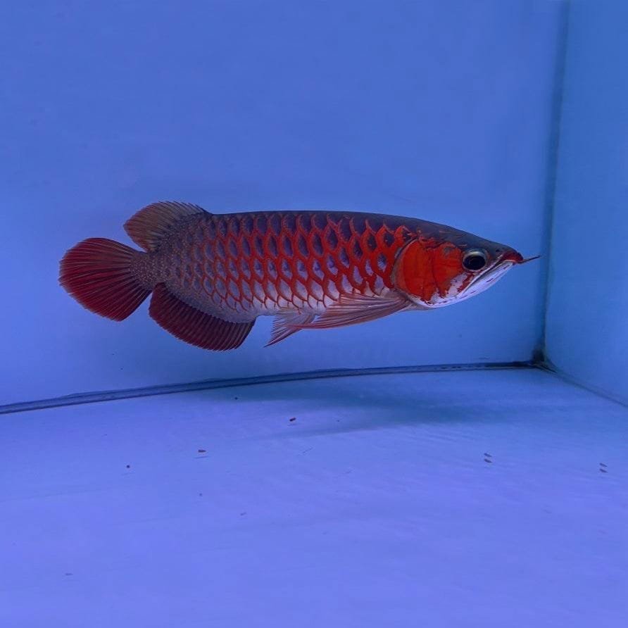 Arowana asiatica super rossa