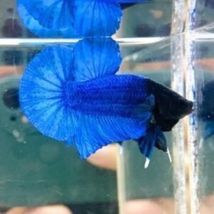 Royal Blue Black Head Halfmoon Plakat Betta