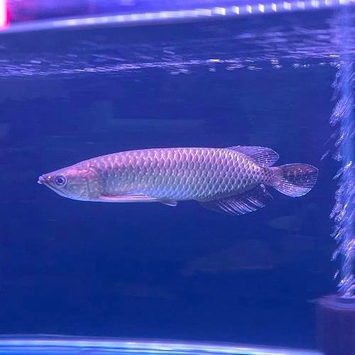 Jardini Arowana