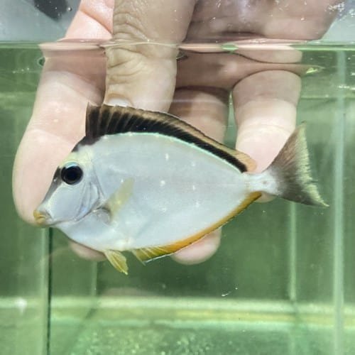 Orangespine Unicornfish